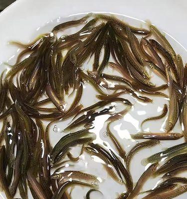 筏钓泥鳅钓鱼技巧教程？如何提高钓获率？  第3张