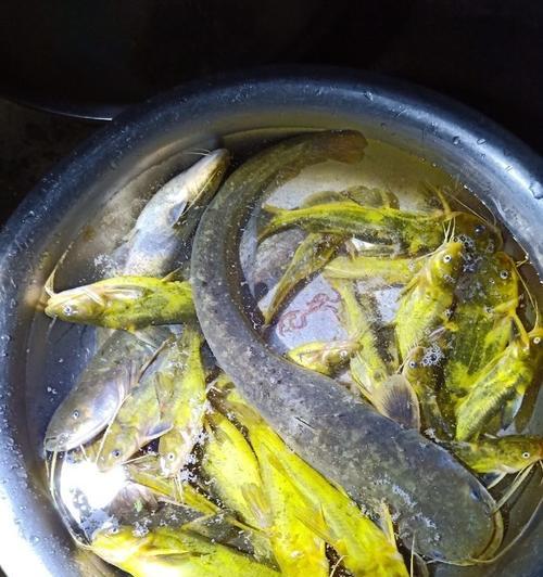 筏钓走水时如何看竿稍？掌握技巧提高钓鱼成功率？  第3张