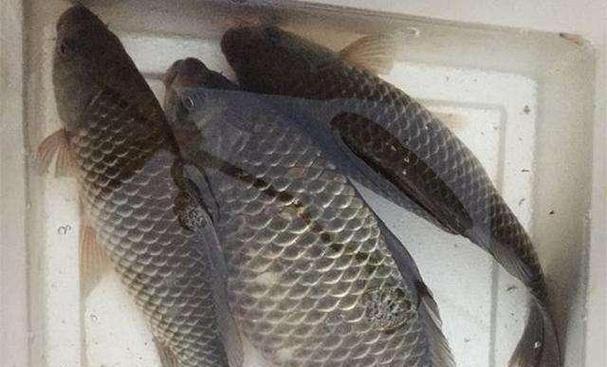 筏钓野钓鲫鱼技巧及方法？如何提高钓鲫鱼的成功率？  第2张