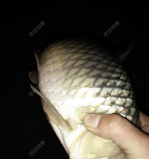 筏钓野生鲫鱼技巧有哪些？如何提高钓获率？  第1张
