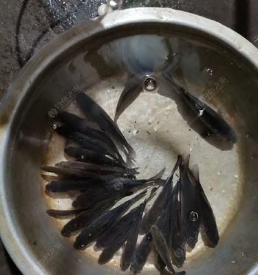 筏钓野生鲫鱼技巧有哪些？如何提高钓获率？  第3张