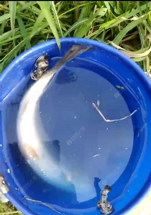 筏钓最佳钓鱼方法和技巧是什么？如何提高筏钓成功率？  第1张