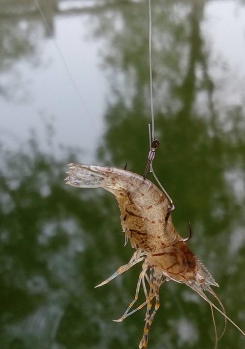 筏竿钓鱼技巧全过程是怎样的？如何提高钓鱼效率？  第3张
