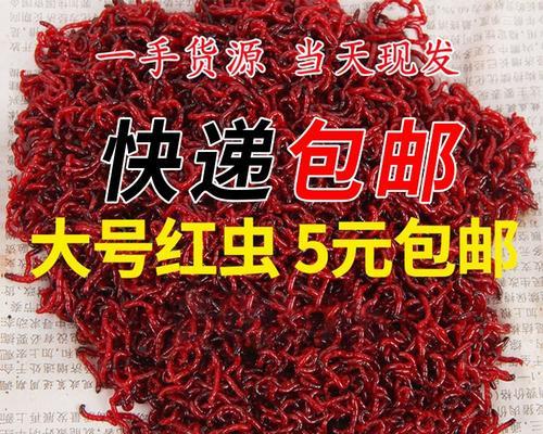 筏竿红虫钓鱼技巧有哪些？如何提高钓鱼成功率？  第1张