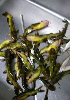 筏竿晚上钓鱼技巧有哪些？如何提高夜间钓鱼成功率？  第3张