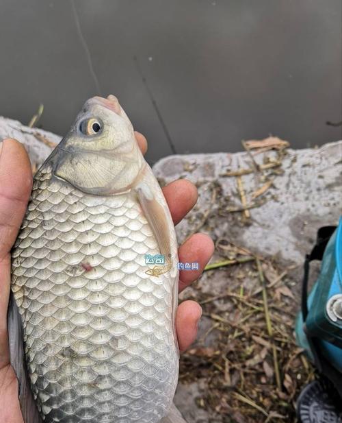 夏天夜钓鲤鱼用筏竿有哪些技巧？如何提高钓鲤鱼的成功率？  第2张