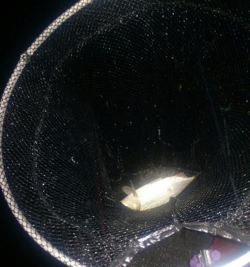 筏竿夜钓鳊鱼技巧有哪些？如何提高成功率？  第3张