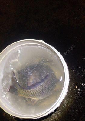 筏竿夜钓鲫鱼技巧有哪些？如何提高夜钓鲫鱼的成功率？  第3张