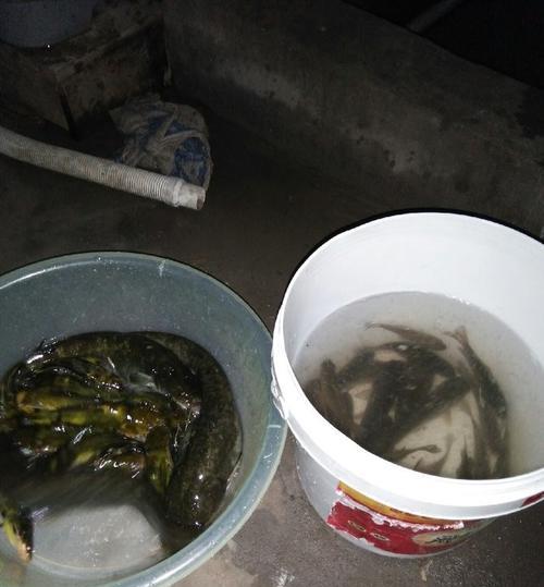 筏竿夜钓鲶鱼黄辣丁技巧有哪些？如何提高夜钓成功率？  第2张