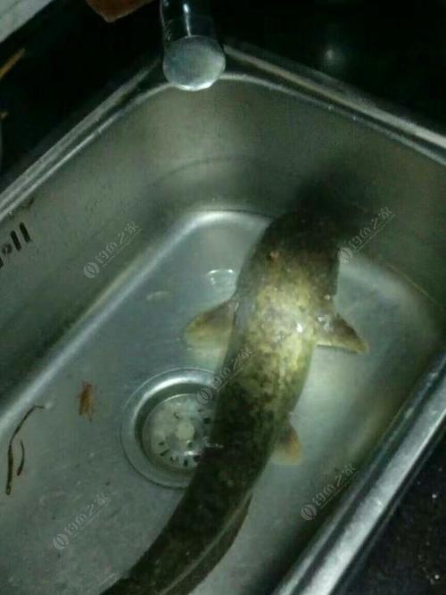 筏竿夜钓鲶鱼黄辣丁技巧有哪些？如何提高夜钓成功率？  第3张