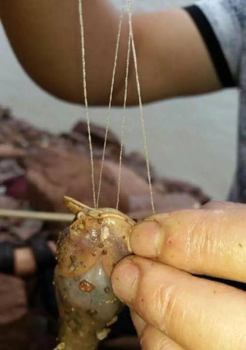 翻板钩冬季钓鱼技巧和方法是什么？如何提高冬季钓鱼成功率？  第3张