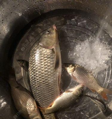 翻板钩夜钓鲤鱼技巧是什么？如何提高夜钓鲤鱼的成功率？  第1张