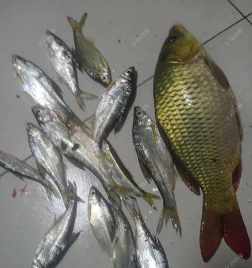 翻板钩夜钓鲤鱼技巧是什么？如何提高夜钓鲤鱼的成功率？  第2张