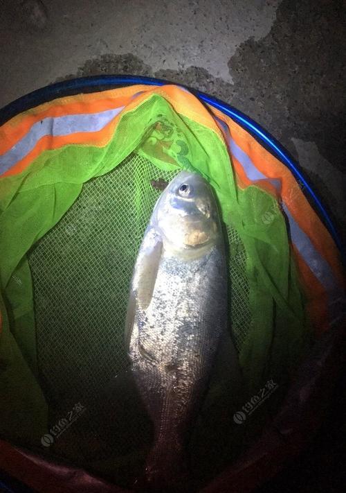 翻板夜钓鲢鳙技巧是什么？如何提高成功率？  第1张