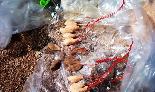 饭盒钩钓鱼技巧有哪些？如何提高钓鱼成功率？  第3张