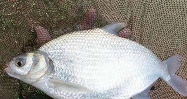 饭粒钓鱼穿勾技巧是什么？如何正确使用饭粒作为鱼饵？  第3张