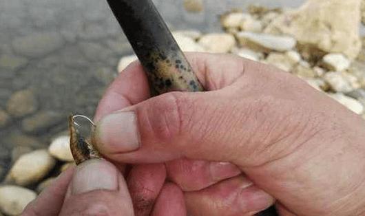 饭粒钓鱼的正确方法和技巧是什么？如何提高钓鱼效率？  第3张