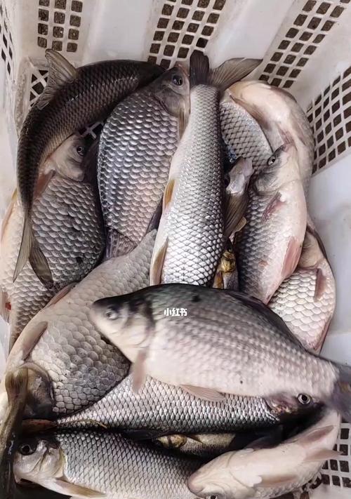 方块钓鱼料钓鱼技巧有哪些？如何提高钓鱼效率？  第3张