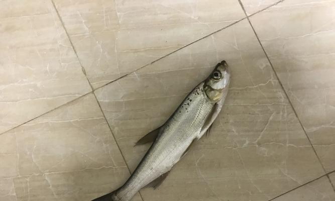 防洪坝钓鱼技巧教程？如何在防洪坝上成功钓到鱼？  第1张