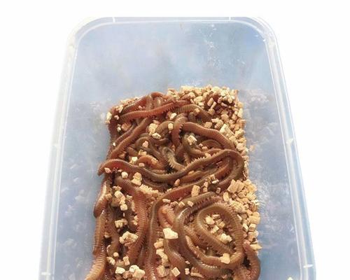 仿生虫钓鱼技巧有哪些？如何提高钓鱼成功率？  第1张