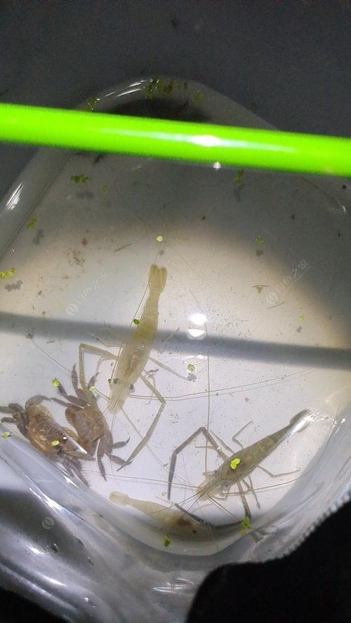 仿生虫钓鱼技巧有哪些？如何提高钓鱼成功率？  第3张