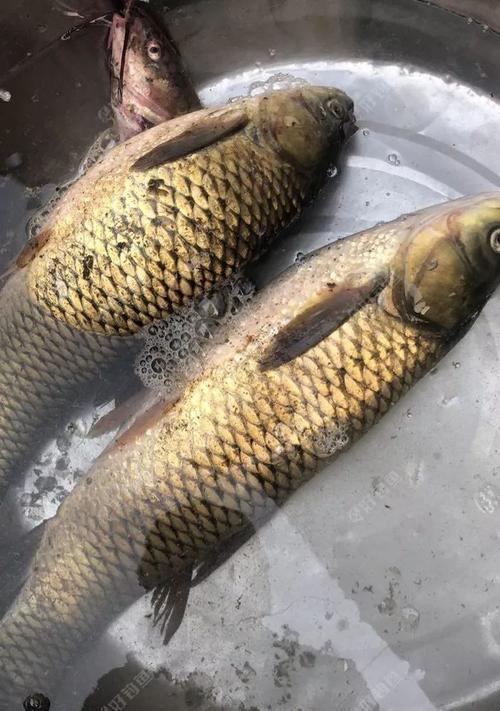 仿真饵钓鱼方法和技巧有哪些？如何提高钓鱼成功率？  第1张