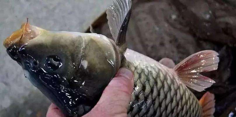 仿真饵钓鱼技巧有哪些？如何提高钓获率？  第2张