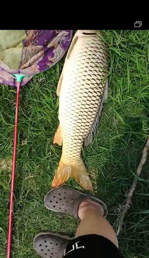 放生钓鱼的最佳方法和技巧是什么？如何提高钓鱼成功率？  第3张