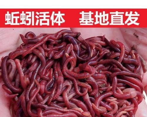 放生蚯蚓钓鱼技巧有哪些？如何提高钓鱼成功率？  第2张