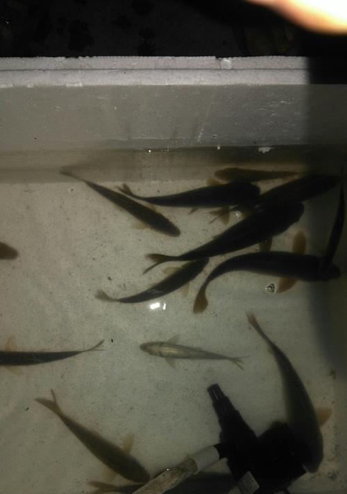 放鱼苗钓鱼技巧有哪些？如何提高钓鱼成功率？  第3张
