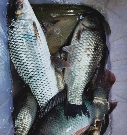 飞来湖手竿钓鱼技巧有哪些？如何提高钓鱼成功率？  第1张