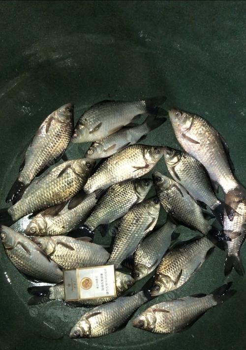 飞龙湖夜钓鲫鱼技巧有哪些？如何提高夜钓鲫鱼的成功率？  第2张