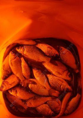 飞龙湖夜钓鲫鱼技巧有哪些？如何提高夜钓鲫鱼的成功率？  第3张