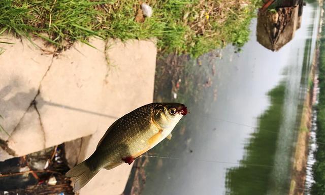 飞绳串钩垂钓技巧有哪些？如何提高垂钓效率？  第1张