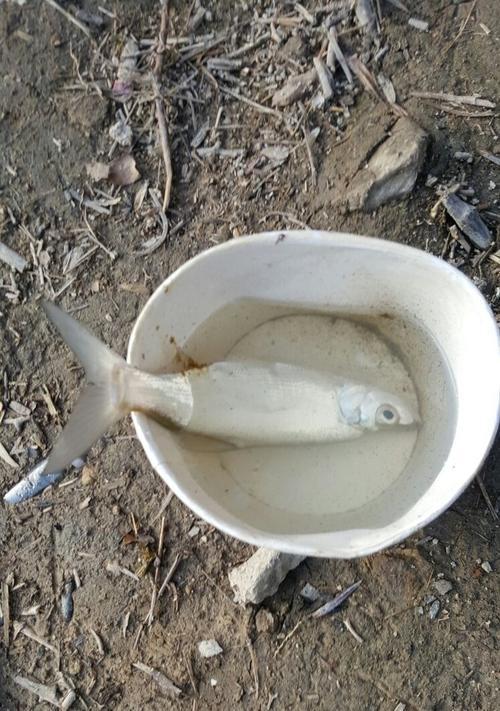 飞行员钓鱼技巧有哪些？如何在飞行间隙享受钓鱼乐趣？  第1张