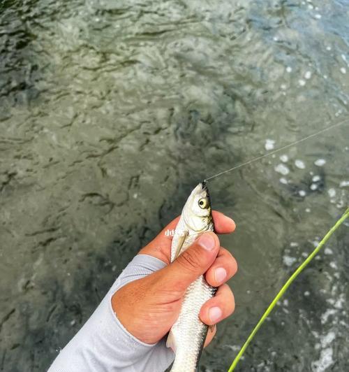 飞蝇钩河流水野钓技巧有哪些？如何提高钓鱼成功率？  第3张