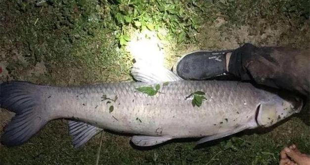 飞蝇钩夜钓技巧有哪些？如何提高夜钓成功率？  第1张