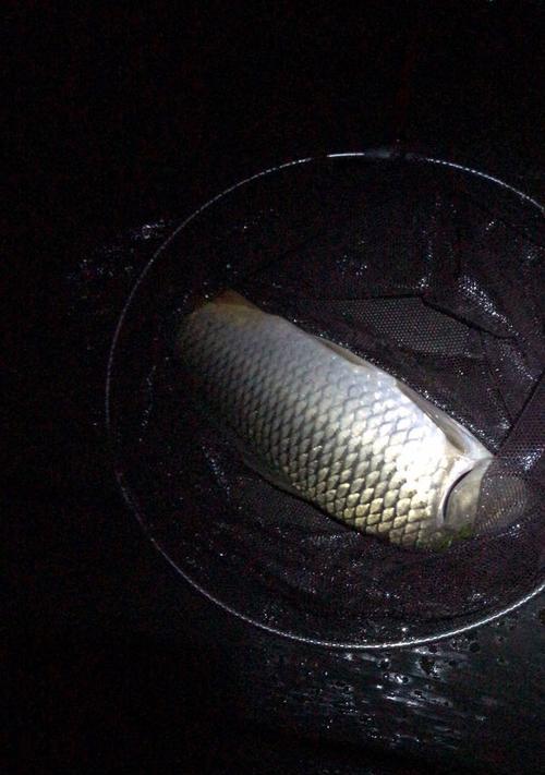 飞蝇钩夜钓技巧有哪些？如何提高夜钓成功率？  第3张