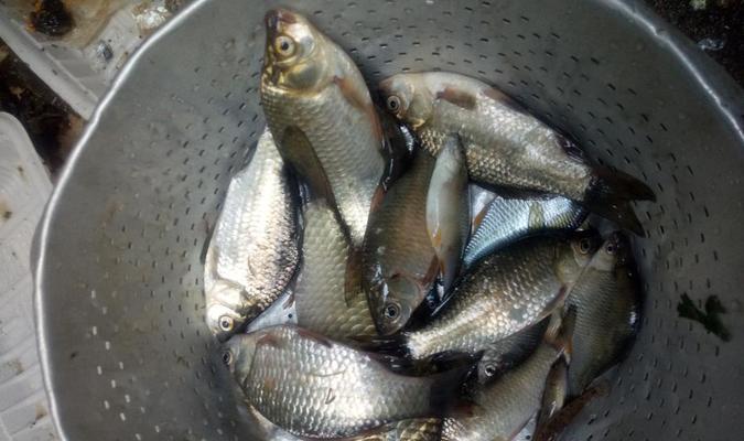 非洲鲫鱼钓鱼技巧有哪些？如何提高钓获率？  第2张