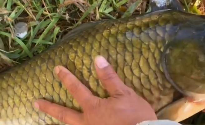非洲鲫鱼钓鱼技巧教程？如何提高钓获率？  第1张