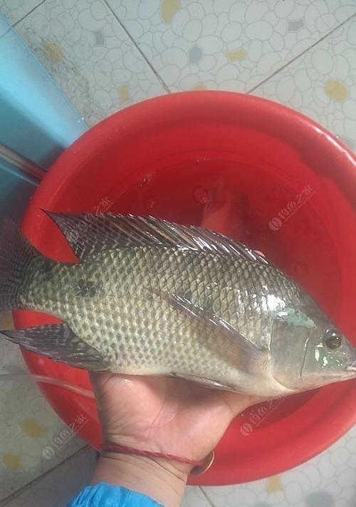 非洲鲫鱼钓鱼技巧教程？如何提高钓获率？  第2张