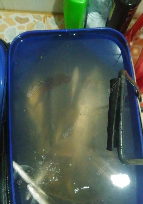 非洲鲫鱼钓鱼技巧教学？如何提高钓获率？  第1张
