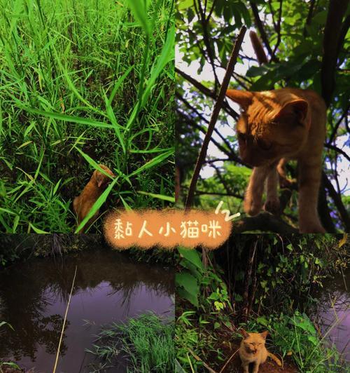 肥橘猫钓鱼技巧有哪些？如何提高肥橘猫的钓鱼成功率？  第1张