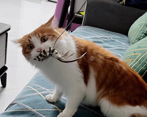 肥橘猫钓鱼技巧有哪些？如何提高肥橘猫的钓鱼成功率？  第2张