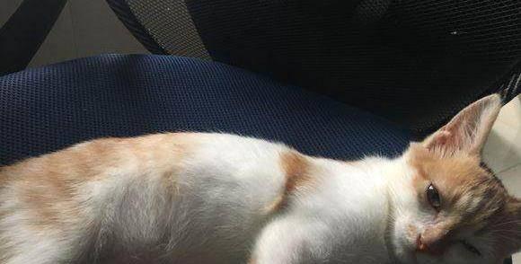 肥橘猫钓鱼技巧有哪些？如何提高肥橘猫的钓鱼成功率？  第3张