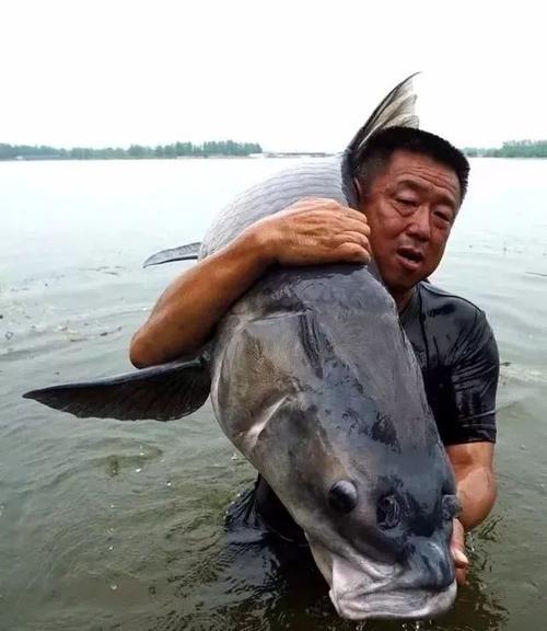 肥水钓鱼的必备技巧方法是什么？如何提高钓鱼效率？  第1张