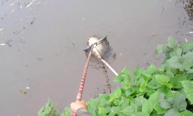 肥水钓鱼技巧详解？如何提高肥水钓鱼的成功率？  第2张