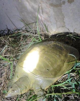 夜钓时如何利用肥水提高钓鱼效率？肥水钓鱼有哪些常见问题？  第1张
