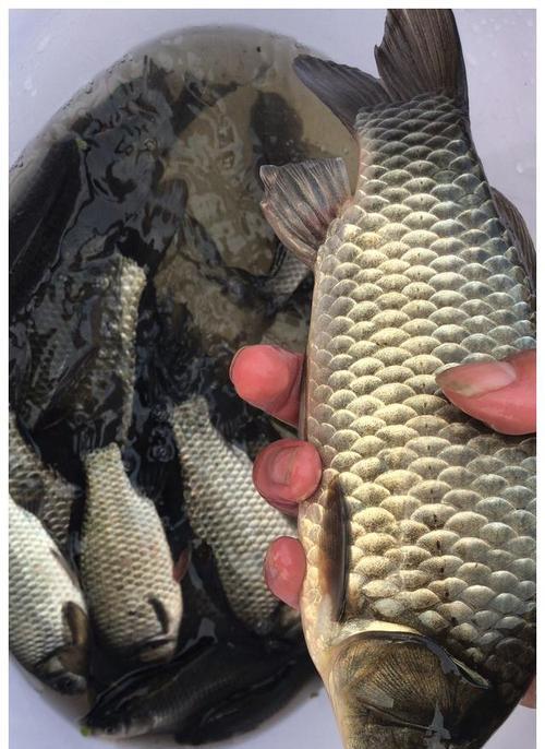 肥水和瘦水钓鱼技巧有何不同？如何根据水体类型选择合适的钓鱼方法？  第2张