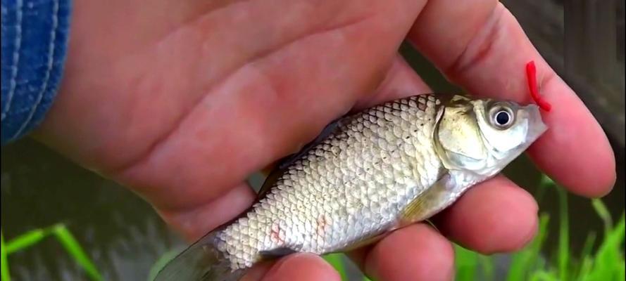 肥水和瘦水钓鱼技巧有何不同？正确方法是什么？  第3张